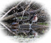 2016 06 11 WildLife MPLS 058